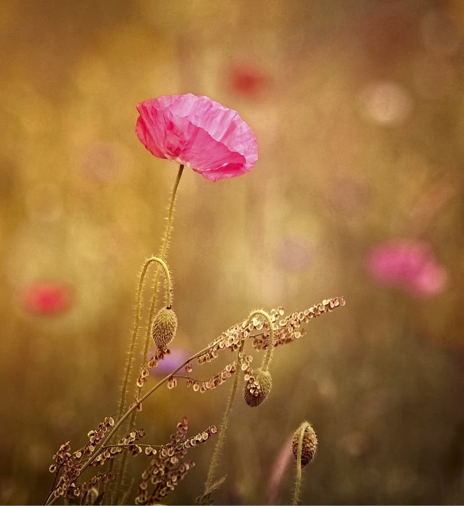Golden Hour Pink Poppy by Anna Cseresnjes — canvas wall art