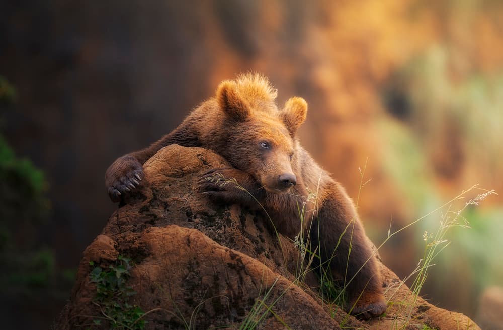 Peaceful Brown Bear by Sergio Saavedra Ruiz — canvas wall art