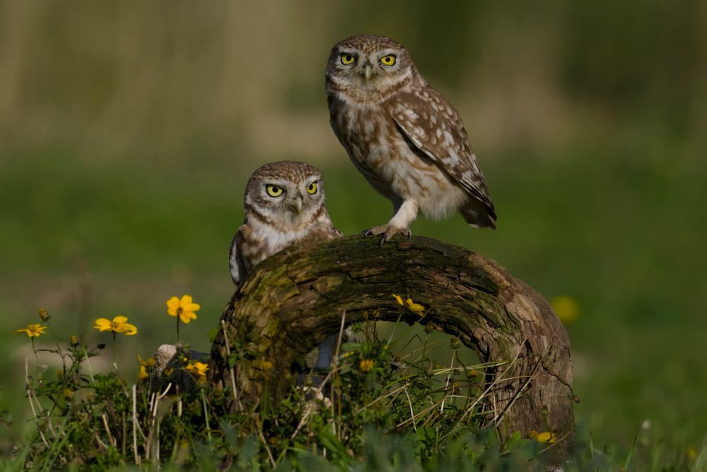Curious Little Owls by David Manusevich — canvas wall art