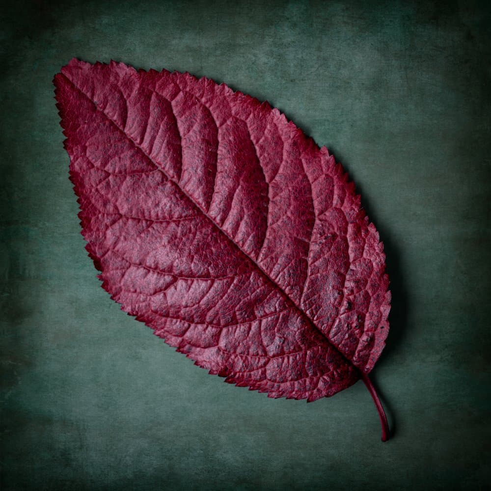 Deep Crimson Leaf by Mogyorosi Stefan — canvas wall art