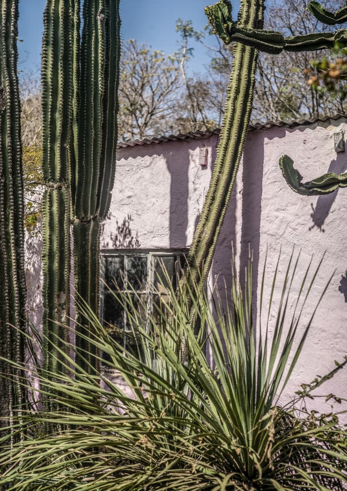 Cactus &amp; Pink Wall by Shot by Clint — canvas wall art