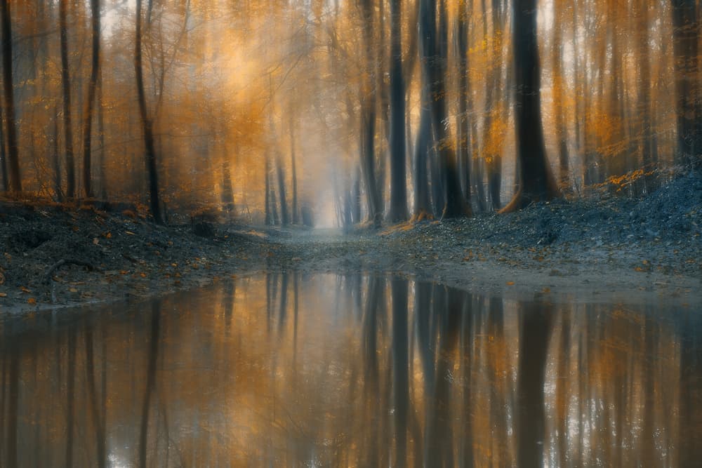 Golden Forest Reflection by Bingo Z — canvas wall art