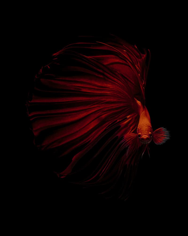 THE RED by Andi Halil — canvas wall art