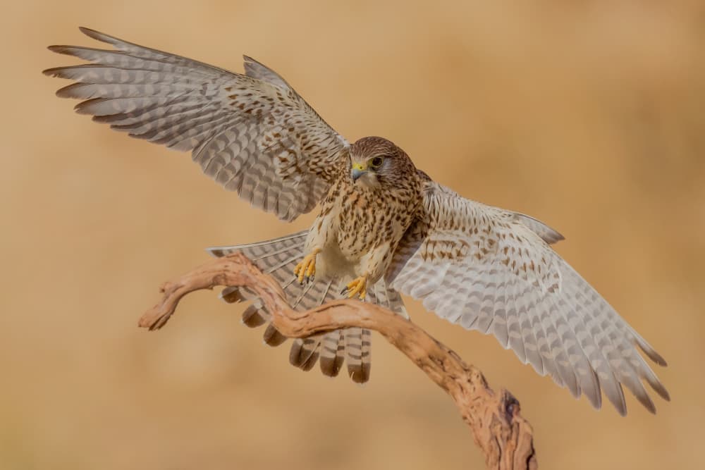 Kestrel Wings Spread by David Manusevich — canvas wall art