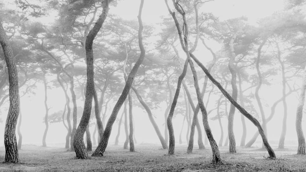 Misty Forest Pines by MIN CHEOL KIM — canvas wall art