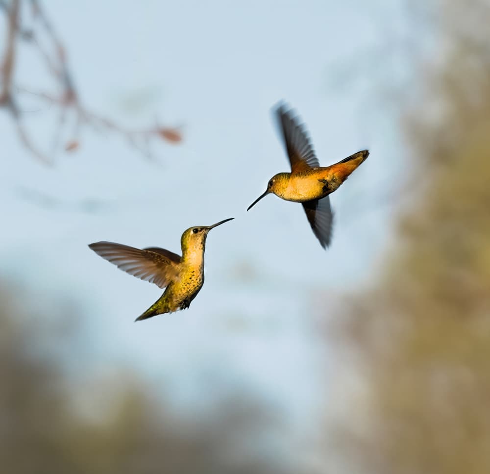 Golden Hummingbird Encounter by NanZ — canvas wall art