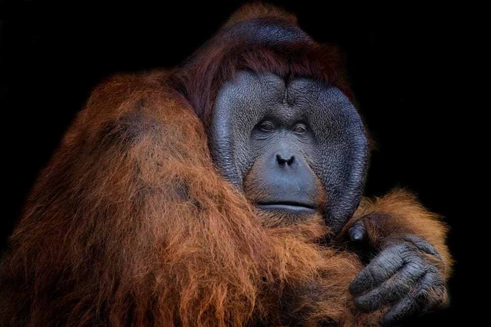 Wise Orangutan Portrait by C.S. Tjandra — canvas wall art