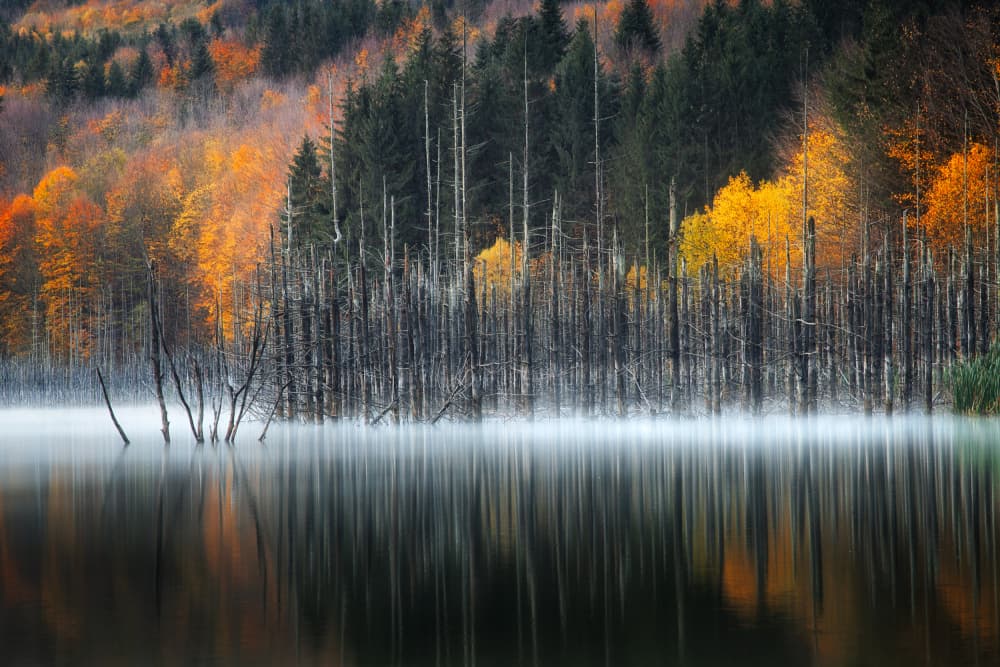 Misty Autumn Forest Lake by Vlad Paulet — canvas wall art