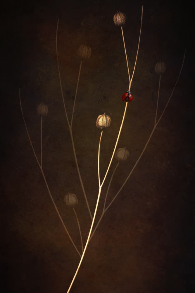 Red Ladybug On Stem by Cicek Kiral — canvas wall art