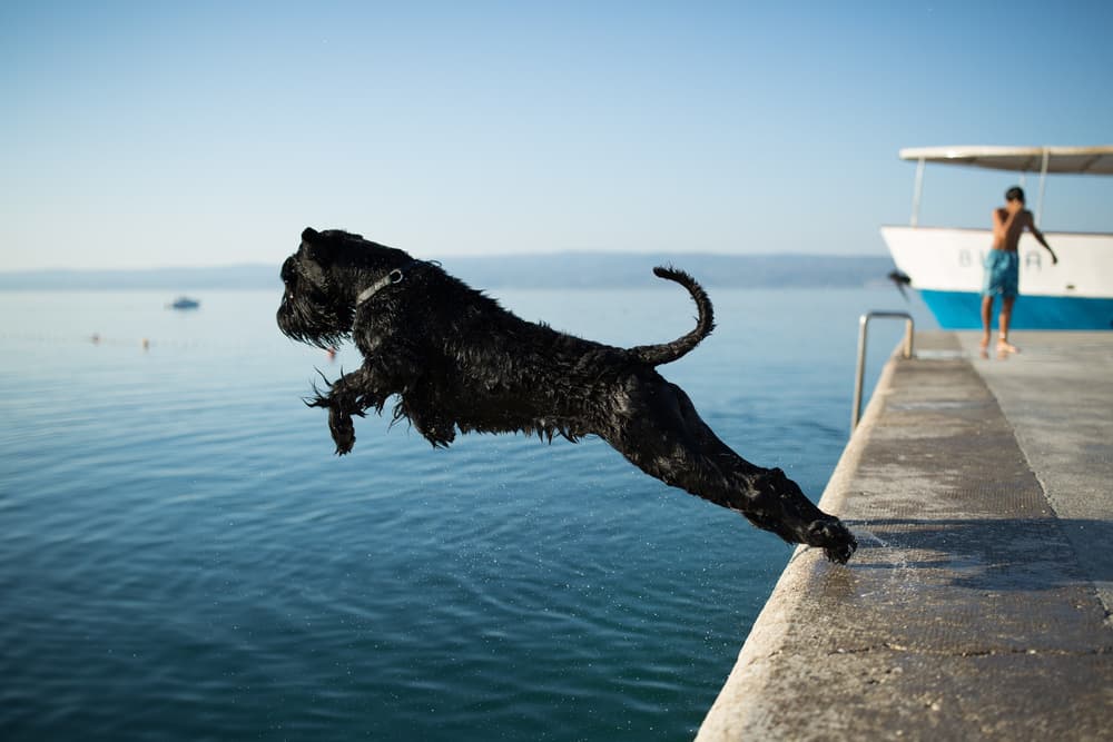 Playful Dog Water Jump by Adnan Mahmutovic — canvas wall art