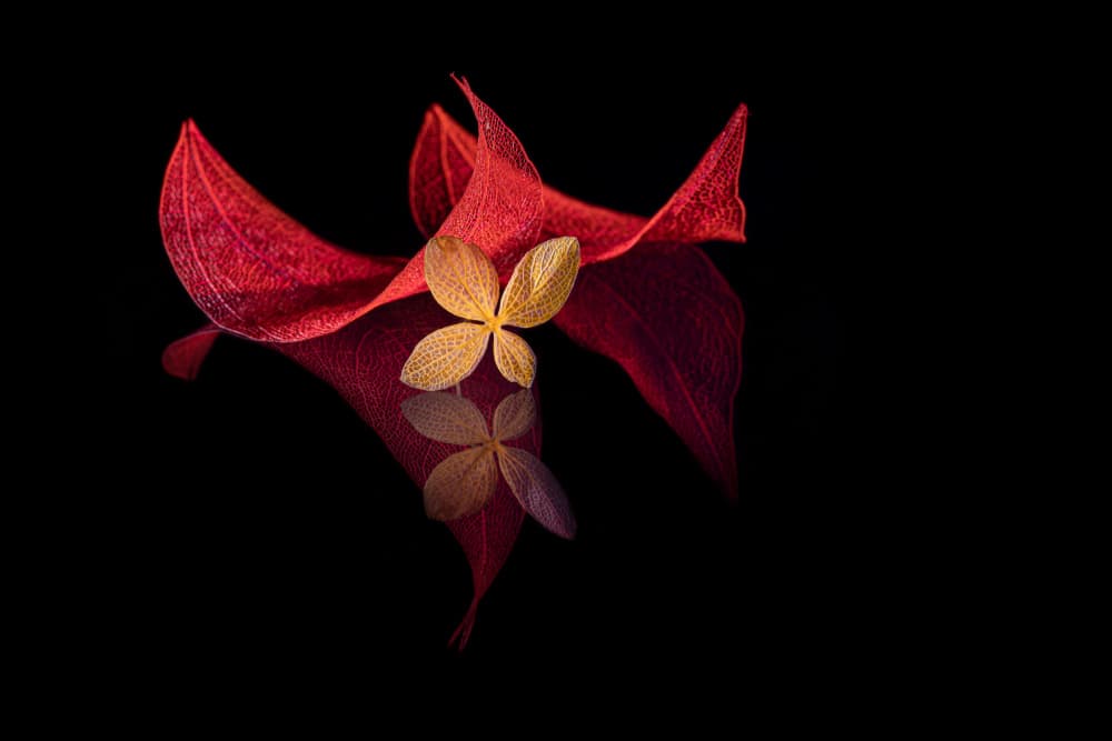 Red Gold Leaf Reflection by Igor Kopcev — canvas wall art
