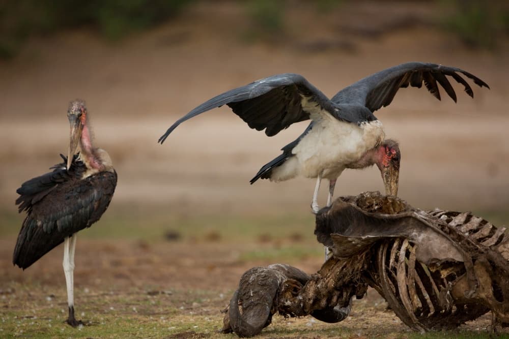 African Marabou Scavengers by Amnon Eichelberg — canvas wall art