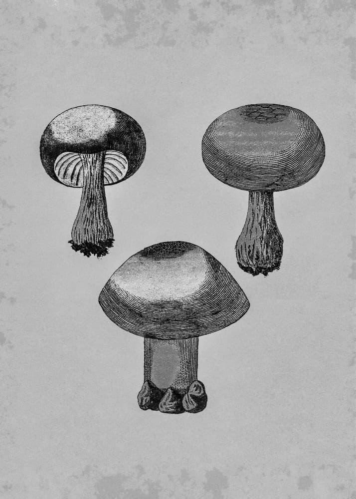 Violet Webcap Mushroom by Biodiversity Heritage Library — canvas wall art
