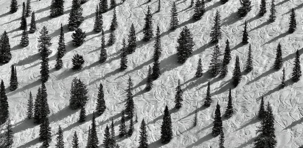 Winter Forest Ski Tracks by Luis Câmara — canvas wall art