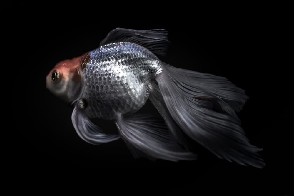 Elegant Goldfish Portrait by Jealousy — canvas wall art
