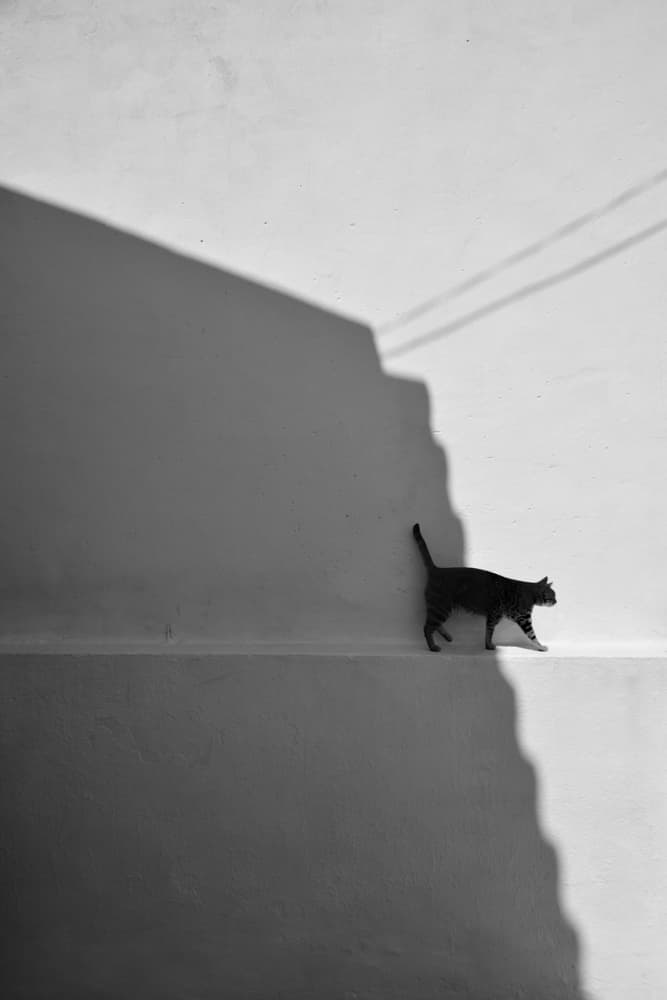 Minimalist Cat On Wall by Florentinus Joseph — canvas wall art