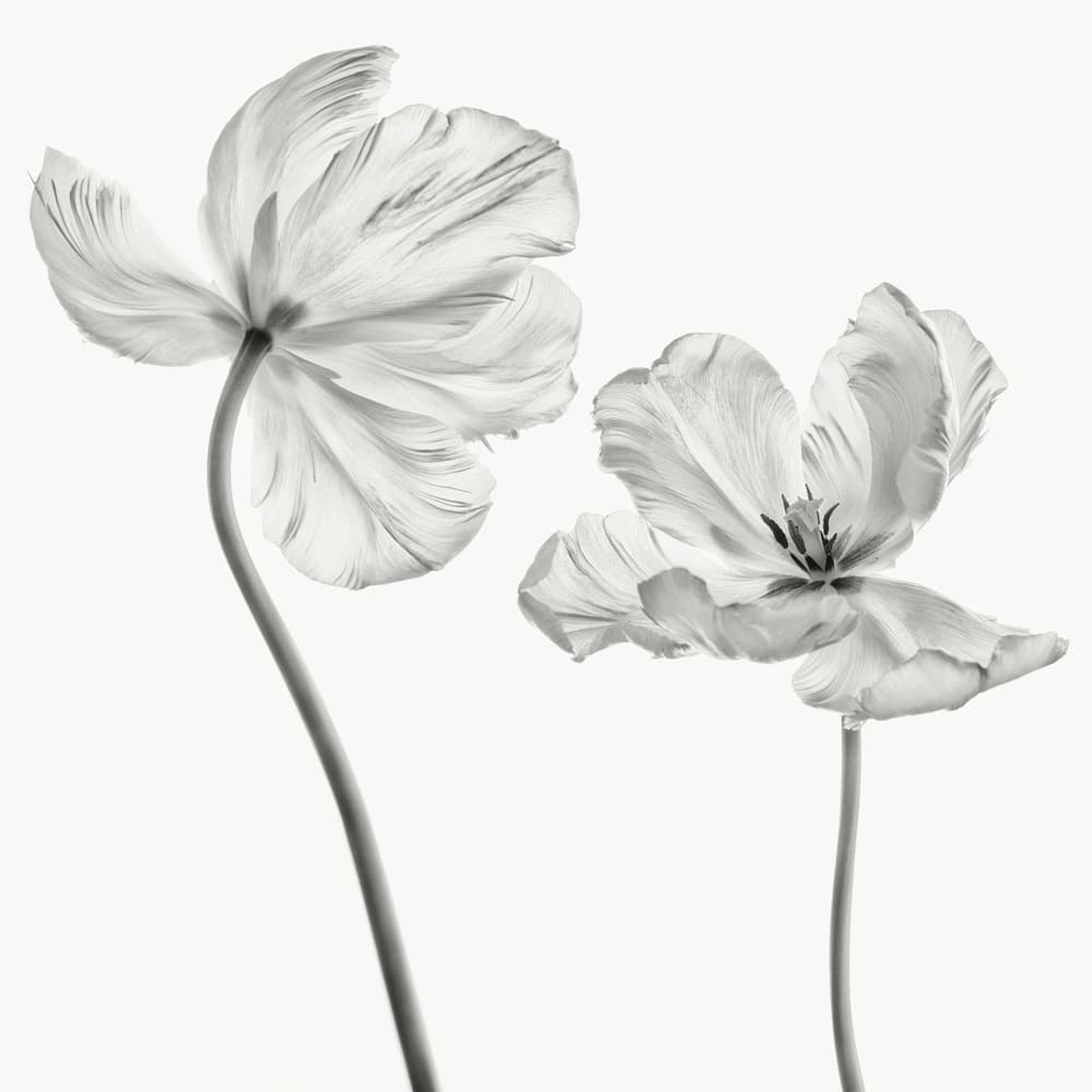 Graceful Monochrome Tulips by Lotte Grønkjær — canvas wall art