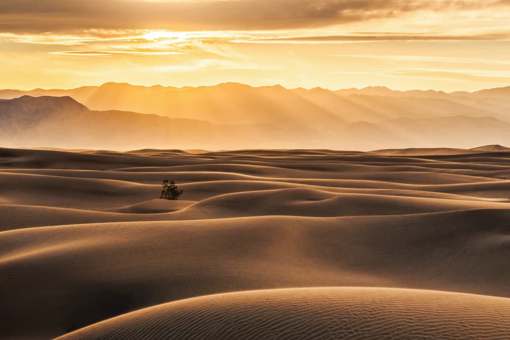 Golden Desert Dunes by Catherine Lu — canvas wall art
