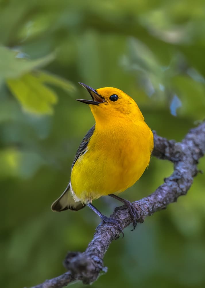 Singing Yellow Warbler by Leechee Z — canvas wall art