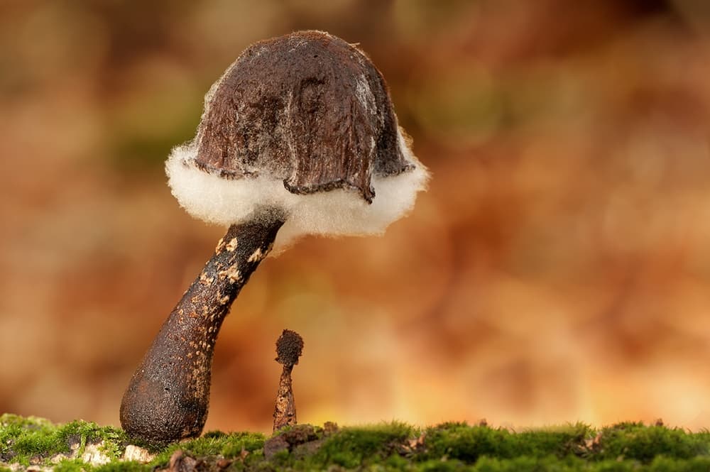 Fuzzy Forest Mushroom by Wendy — canvas wall art