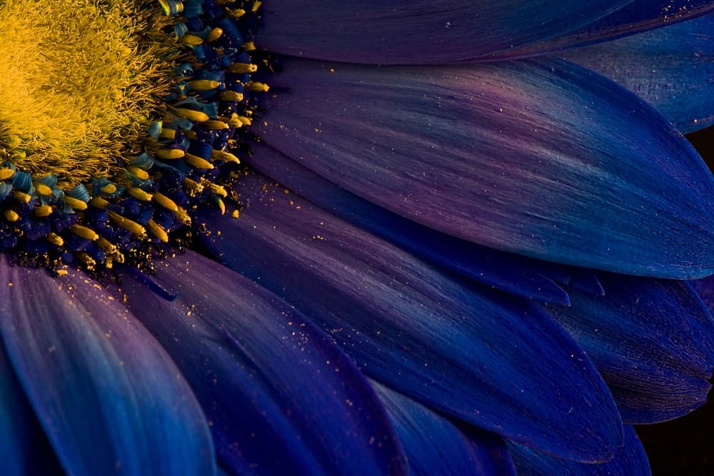 Vibrant Blue Bloom Detail