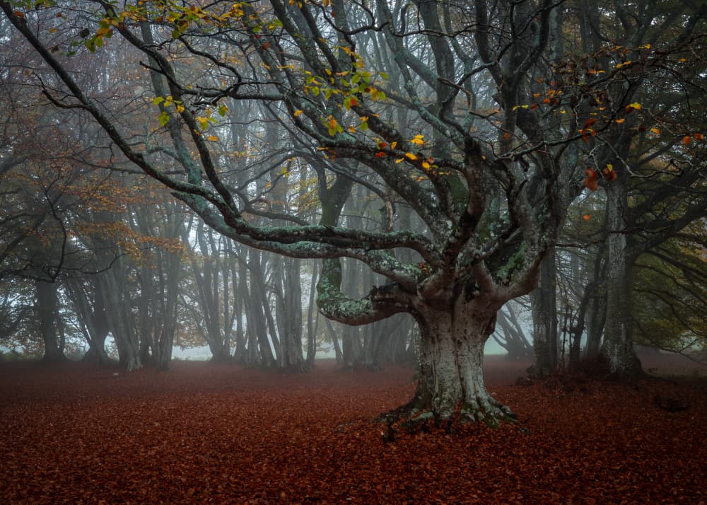 Ancient Tree Autumn Mist by Sergio Barboni — canvas wall art