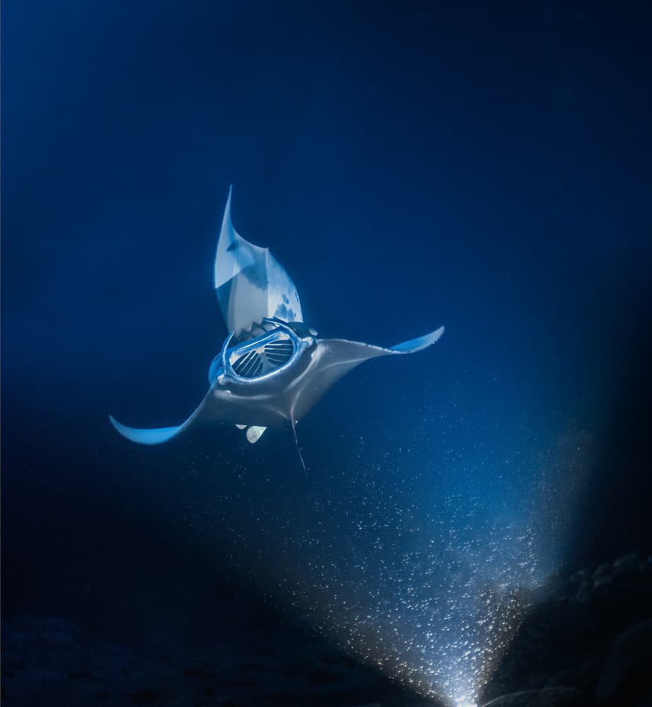 Majestic Manta Ray Glow by Jennifer Lu — canvas wall art