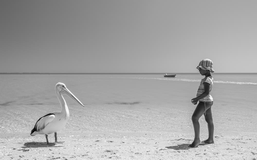 Child And Pelican Shore by Gloria Salgado Gispert — canvas wall art