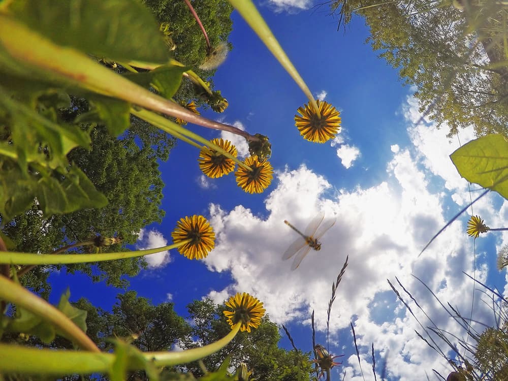 Looking Up Dandelion Sky by Аntonik — canvas wall art