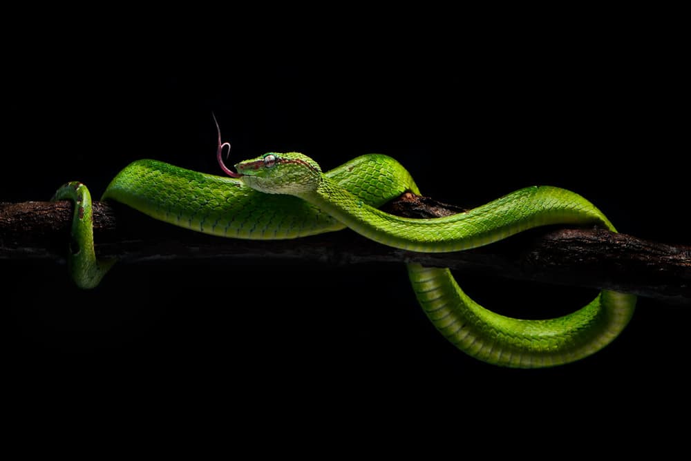 Striking Green Viper by Rooswandy Juniawan — canvas wall art