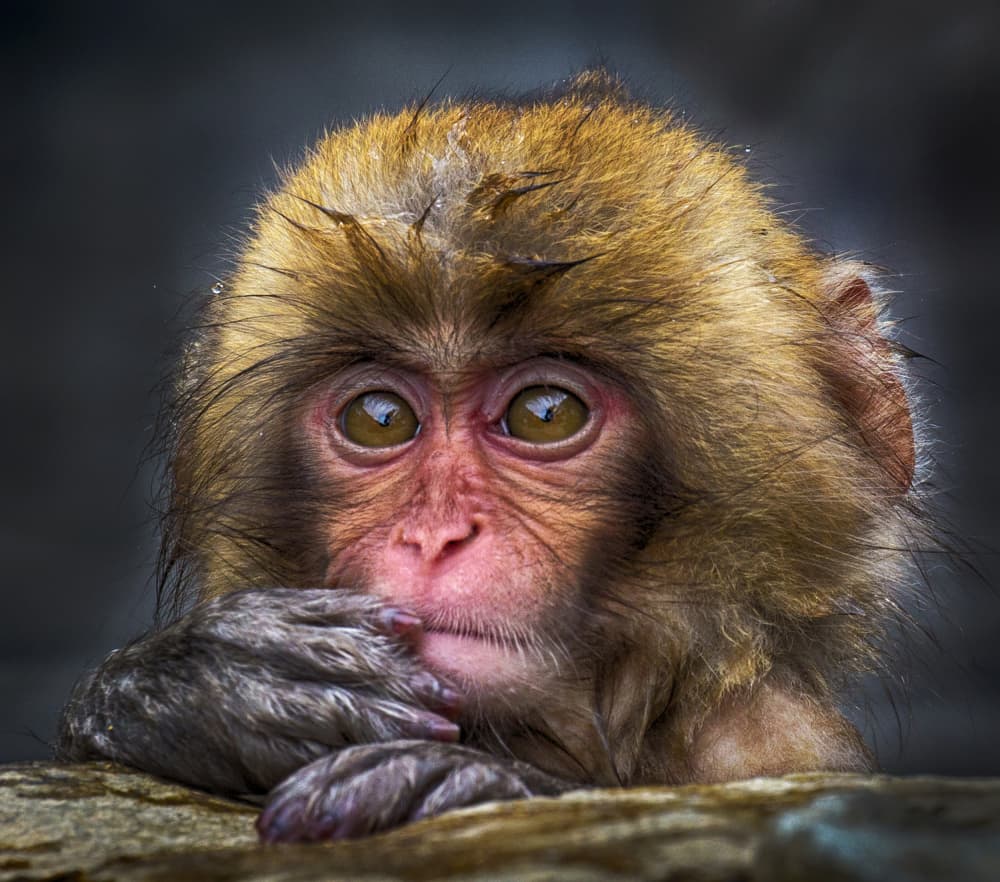 Curious Baby Monkey by Angela Muliani Hartojo — canvas wall art