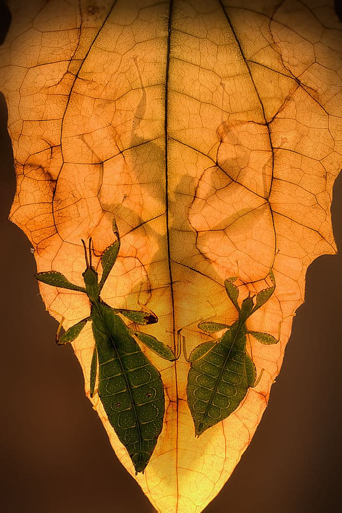 Backlit Leaf Insects by Jimmy Hoffman — canvas wall art