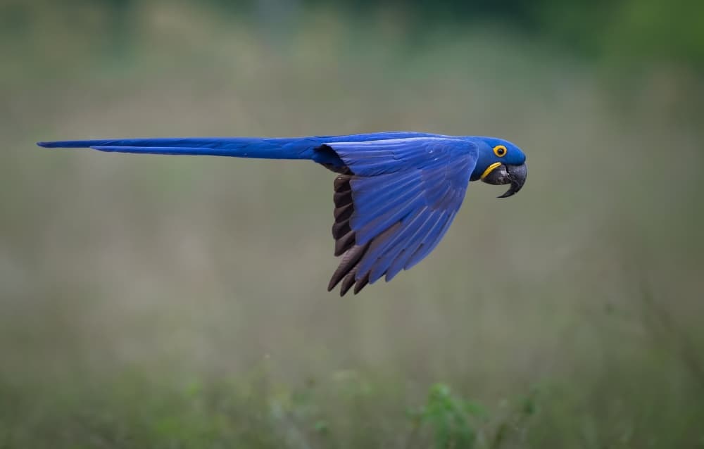 Blue Macaw In Flight by Greg Barsh — canvas wall art