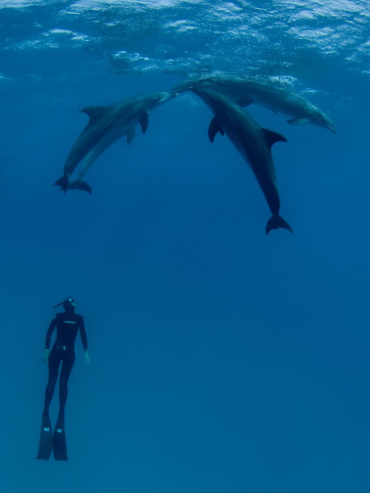 Diver Meets Dolphins by Romano Molinari — canvas wall art