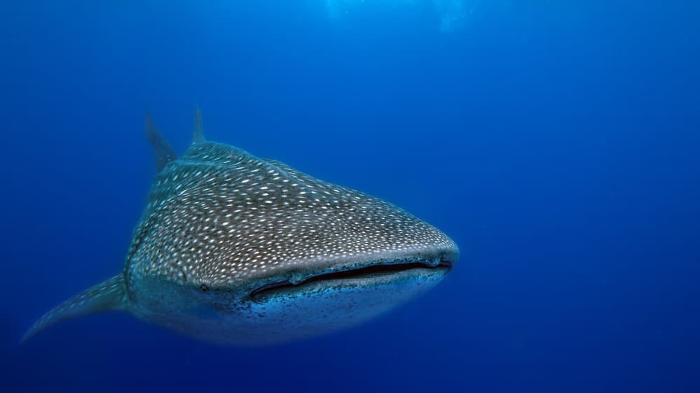 Gentle Giant Underwater by Alessandro Catta — canvas wall art