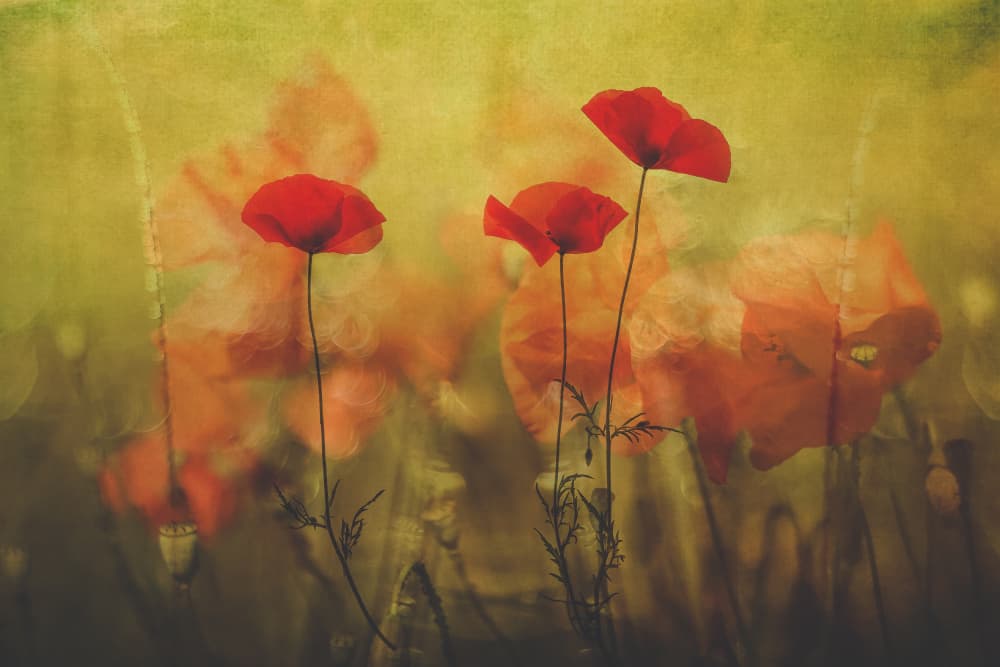 Vibrant Red Poppies by Hilda van der Lee — canvas wall art
