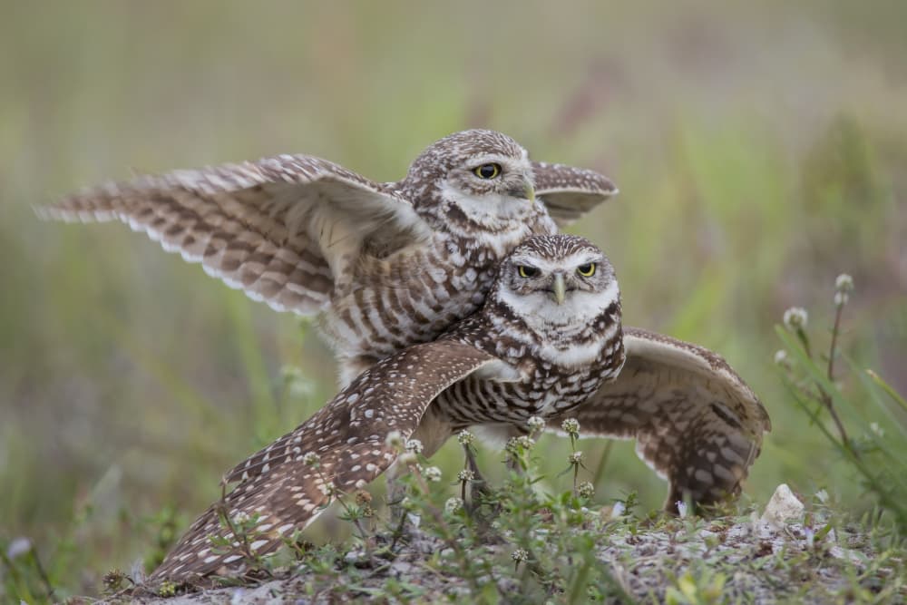 Burrowing Owls Embrace by Linda D Lester — canvas wall art