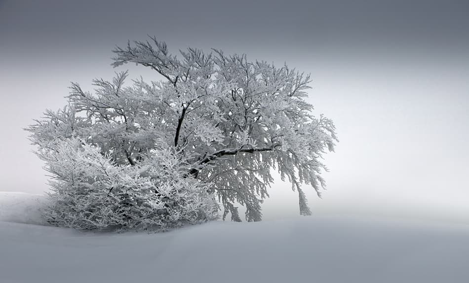 Frosted Winter Tree by Nicolas Schumacher — canvas wall art