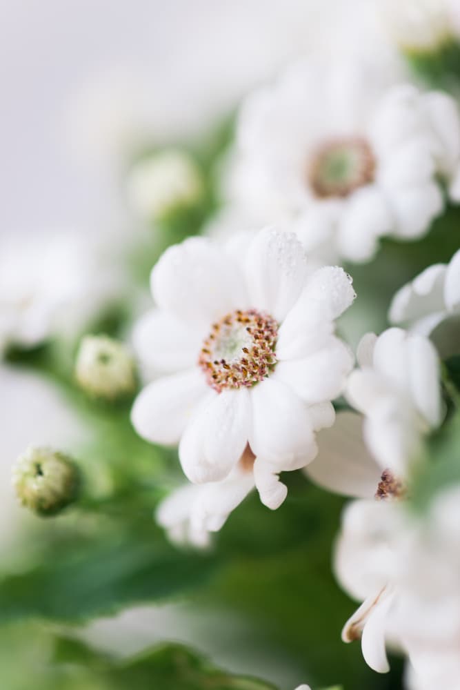 Delicate White Blooms by Javier Pardina — canvas wall art
