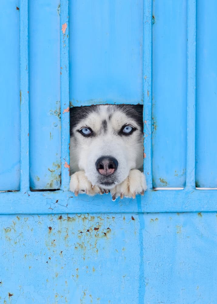 Blue Eyed Husky Peeking by Stefan Kamenov — canvas wall art
