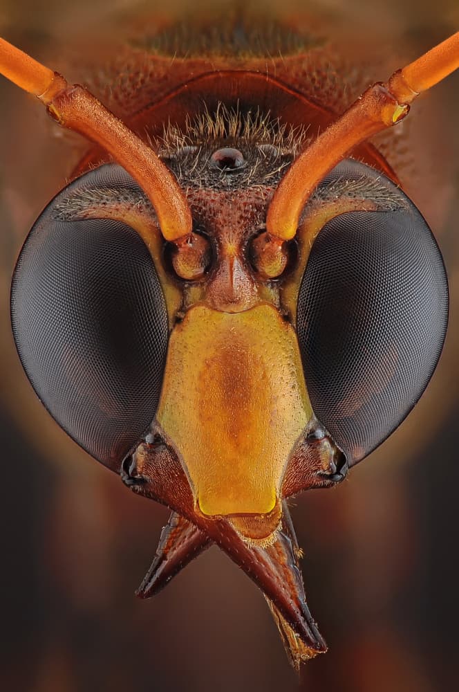 Macro Wasp Portrait by Edy Pamungkas — canvas wall art