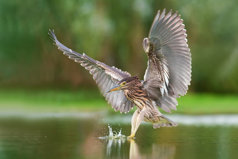 Night Heron Takes Flight by Petar Sabol — canvas wall art