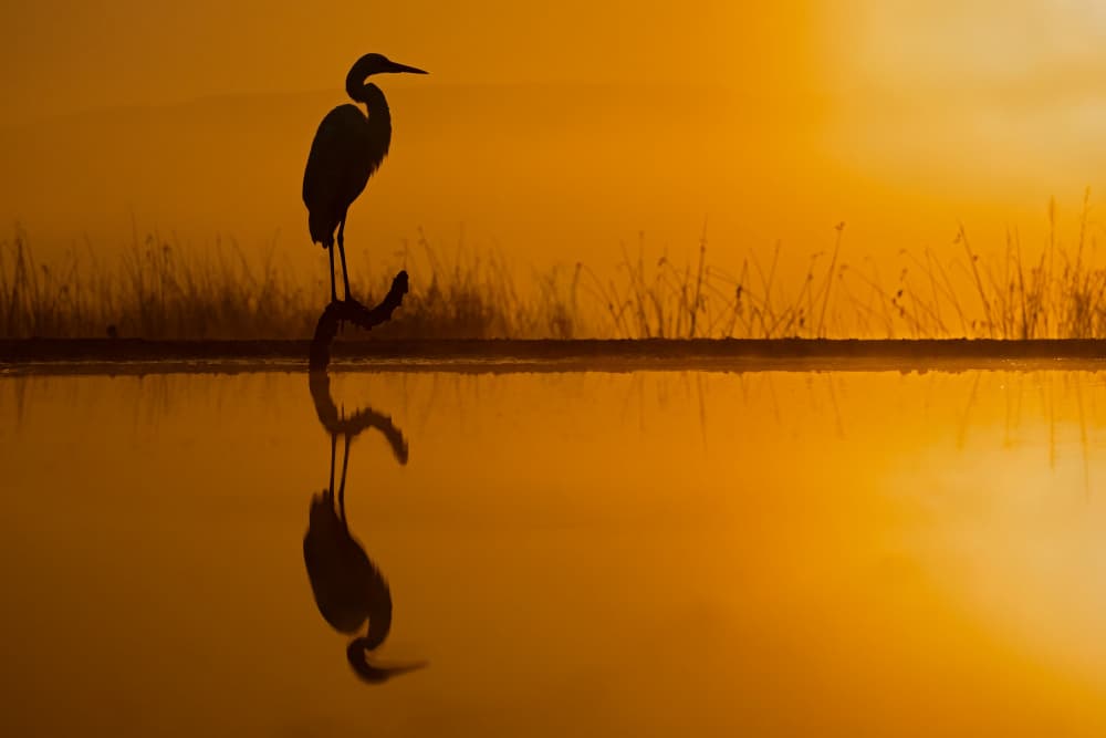 Golden Heron Silhouette by Marco Pozzi — canvas wall art