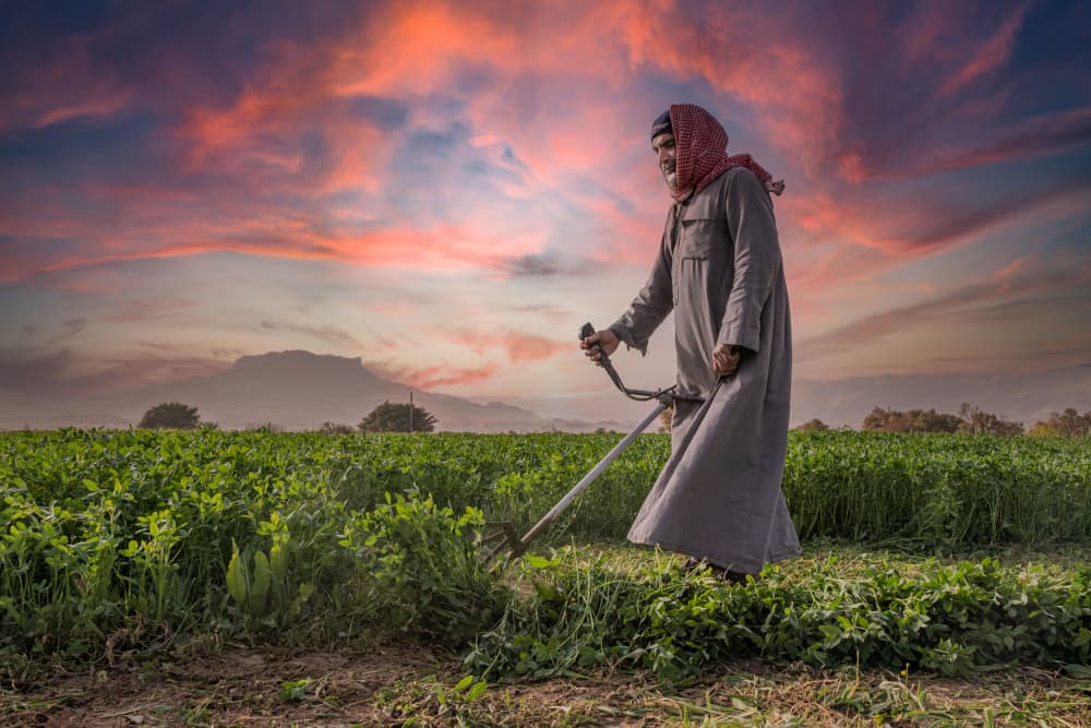 Smiling Farmer Sunset Field by Hesham Ragab — canvas wall art