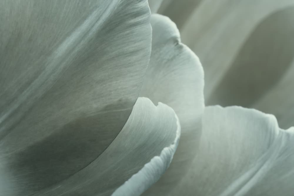 Elegant White Tulip by Bilge Paksoylu — canvas wall art