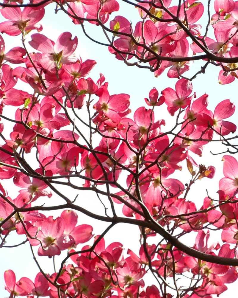 Vibrant Pink Dogwood Blossoms by Ivan Lesica — canvas wall art