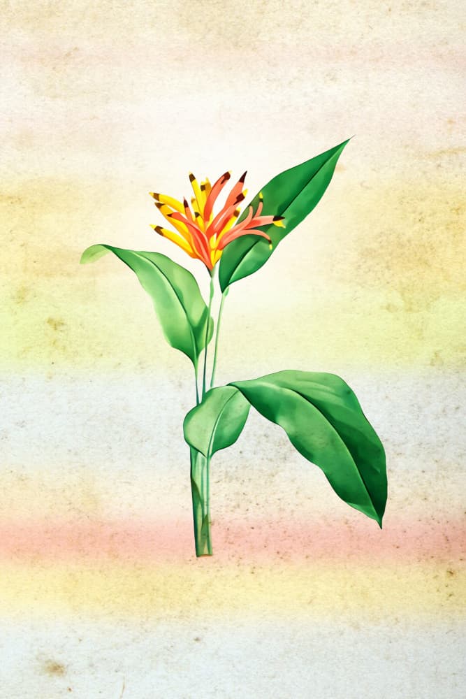 Elegant Tropical Bloom by Rafal Kulik — canvas wall art