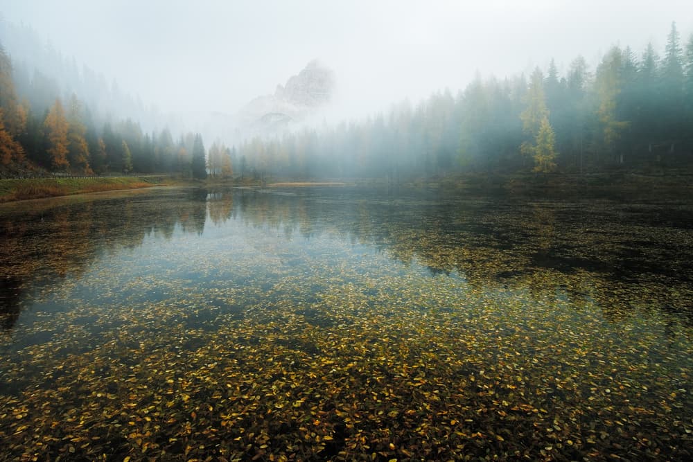 Golden Leaves Misty Lake by Paolo Giudici — canvas wall art