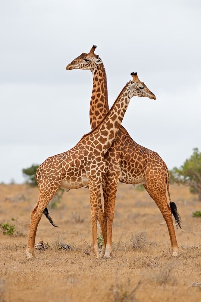 Intertwined Giraffes by Marco Pozzi — canvas wall art