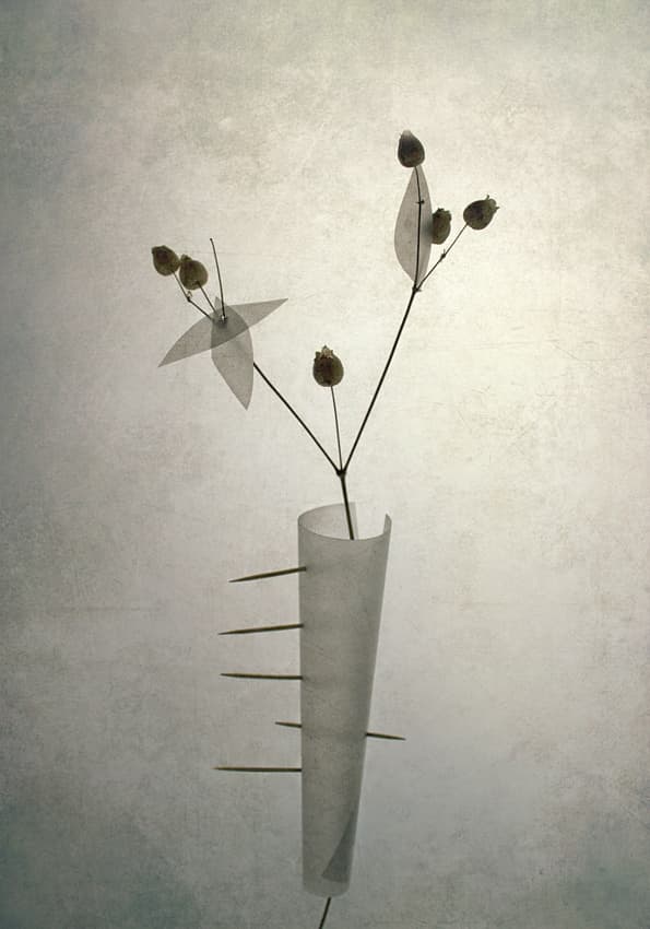 Minimalist Botanical Still Life by Dimitar Lazarov - Dim — canvas wall art